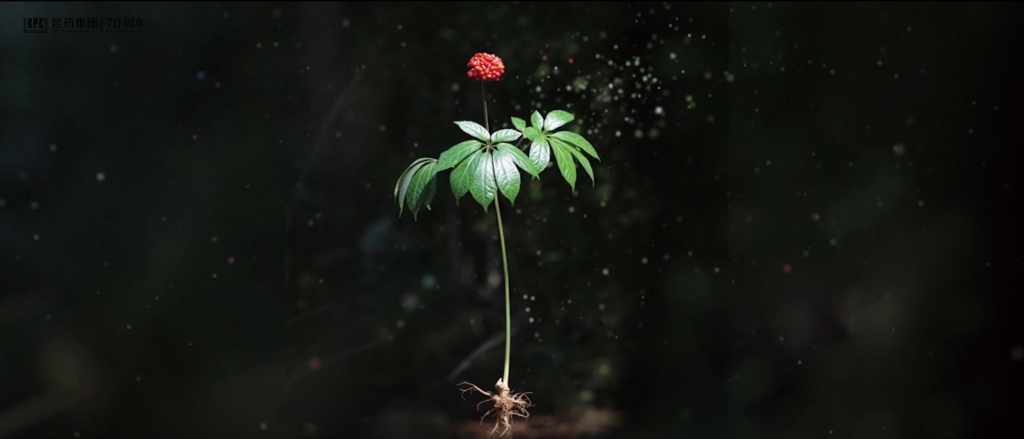 听，三七在说话